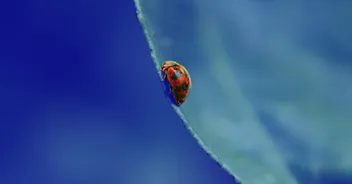Forging Big Relationships with Tiny Interactions