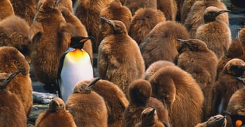 Not Everyone Will Like You – How to Belong