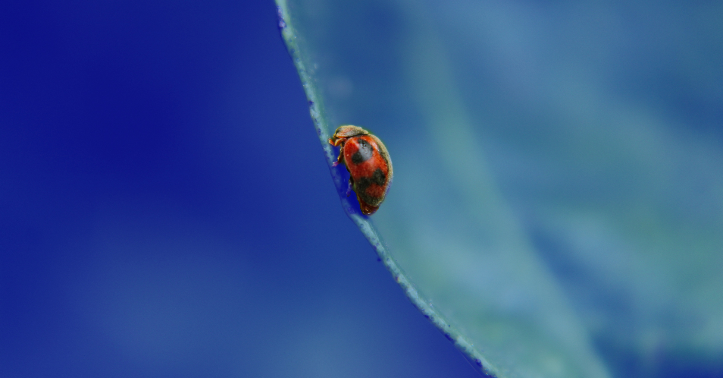 Forging Big Relationships with Tiny Interactions